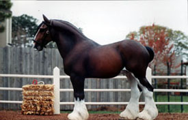 Clydesdale in the paddock