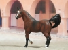 model horse indoor pix