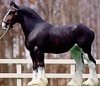 model horse outdoor pix